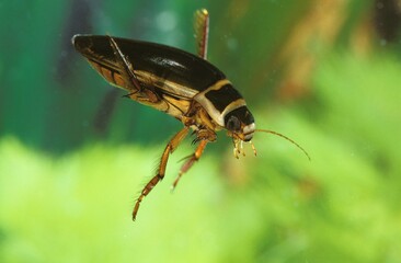 GREAT DIVING BEETLE dytiscus marginalis, FRANCE
