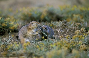 BLACK-TAILED PRAIRIE DOG cynomys ludovicianus, ADULTS EATING LEAVES, WYOMING