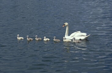 Obraz premium MUTE SWAN cygnus olor, FEMALE WITH CHICKS ON WATER, FRANCE