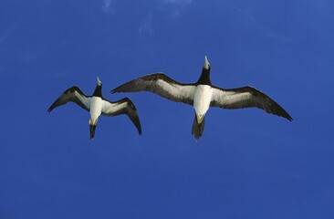 BROWN BOOBY sula leucogaster, ADULTS FLYING AGAINST BLUE SKY, AUSTRALIA
