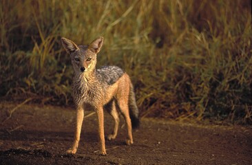 BLACK-BACKED JACKAL canis mesomelas, MASAI MARA PARK IN KENYA