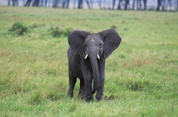 Obraz premium AFRICAN ELEPHANT loxodonta africana, YOUNG IN KENYA