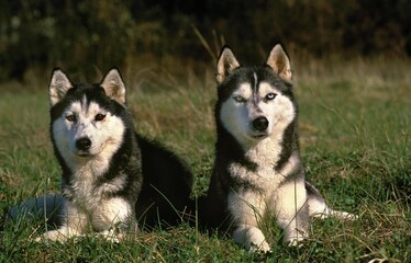 SIBERIAN HUSKY, ADULTS LAYING DOWN ON GRASS
