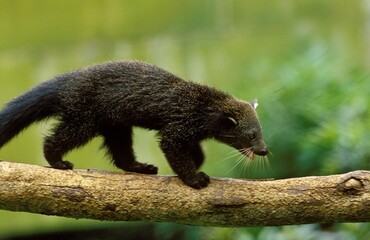 BINTURONG CIVET OR ASIAN BEARCAT arctictis binturong, ADULT ON BRANCH
