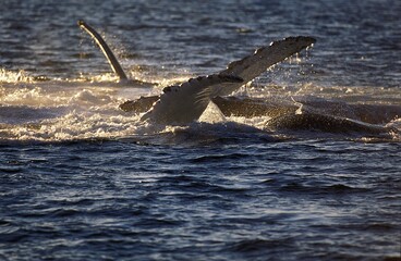 HUMPBACK WHALE megaptera novaeangliae, ADULT HITTING WATER WITH ITS PECTORAL FIN, ALASKA