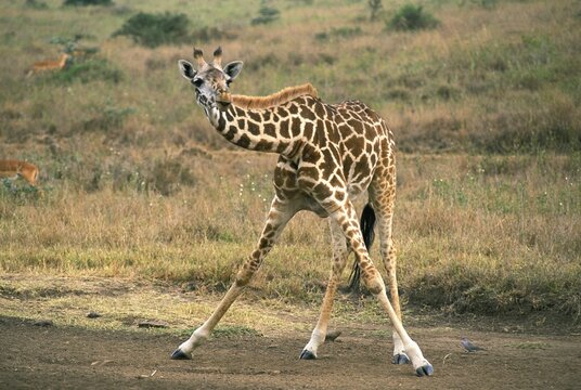 ROTHSCHILD'S GIRAFFE giraffa camelopardalis rothschildi, READY TO DRINK IN A PUDDLE, KENYA