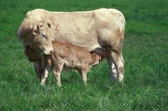 BLONDE D'AQUITAINE, A FRENCH BREED, CALF SUCKLING MOTHER