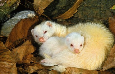 FERRET mustela putorius furo, FEMALE WITH YOUNG SLEEPING IN DEAD LEAVES
