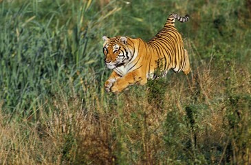 Fototapeta na wymiar BENGAL TIGER panthera tigris tigris, ADULT LEAPING IN LONG GRASS
