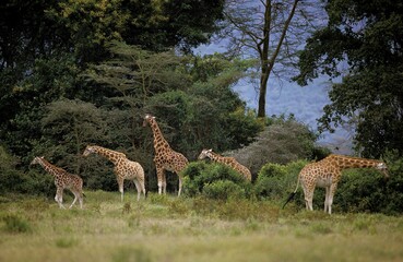 ROTHSCHILD'S GIRAFFE giraffa camelopardalis rothschildi, GROUP OF ADULTS IN BUSH, KENYA
