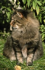 Naklejka na ściany i meble SKOGKATT CAT, ADULT SITTING IN GRASS