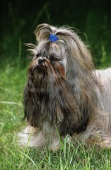 SHI TZU DOG, ADULT