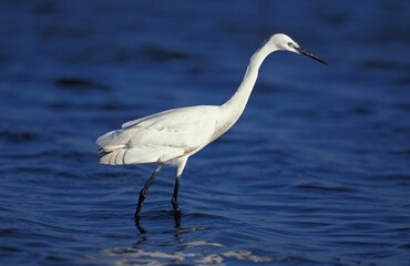 INTERMEDIATE EGRET egretta garzetta, ADULT STANDING IN WATER, NAMIBIA