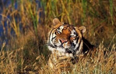 Fototapeta na wymiar BENGAL TIGER panthera tigris tigris, HEAD OF ADULT EMERGING FROM LONG GRASS