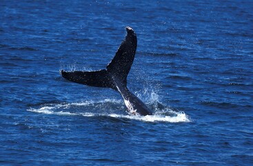 HUMPBACK WHALE megaptera novaeangliae, ADULT HITTING WATER WITH ITS TAIL, ALASKA