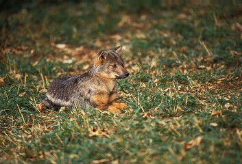 SIDE-STRIPPED JACKAL canis adustus, ADULT LAYING DOWN ON GRASS
