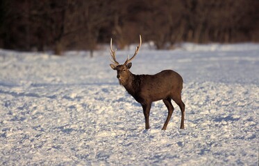 SIKA DEER cervus nippon, MALE IN SNOW, JAPAN