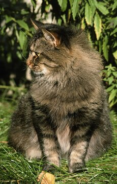 SKOGKATT CAT, ADULT SITTING IN GRASS