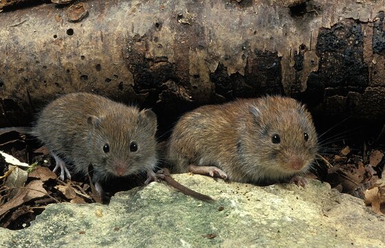 BANK VOLE Clethrionomys Glareolus , FRANCE