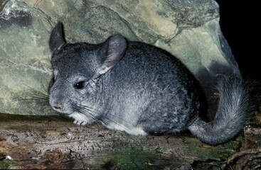 CHINCHILLA chinchilla laniger