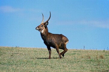 DEFASSA WATERBUCK kobus ellipsiprymnus defassa, MALE ON GRASS, KENYA