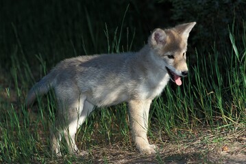 Fototapeta premium COYOTE canis latrans, PUPPY, MONTANA