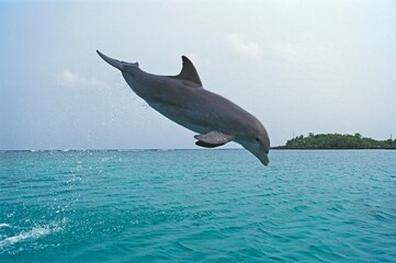 BOTTLENOSE DOLPHIN tursiops truncatus, ADULT LEAPING OUT OF WATER, HONDURAS