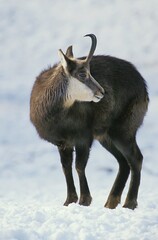 CHAMOIS rupicapra rupicapra , ADULT IN SNOW, FRANCE