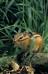 COREAN SQUIRREL eutamia sibericus, ADULT IN LONG GRASS