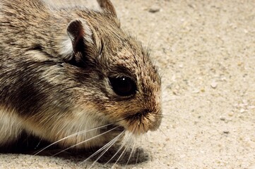 NORTH AFRICAN GERBIL gerbillus campestris, HEAD OF ADULT