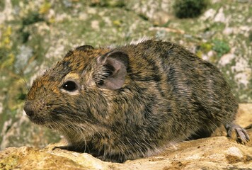 DEGU OR CHILEAN RAT octodon degus