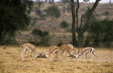 GRANT'S GAZELLE gazella granti, GROUP OF MALES FIGHTING, KENYA
