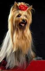 YORKSHIRE TERRIER, ADULT AGAINST BLACK BACKGROUND