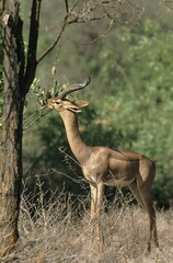 GERENUK OR WALLER'S GAZELLE litocranius walleri, MALE ADULT EATING LEAVES, KENYA