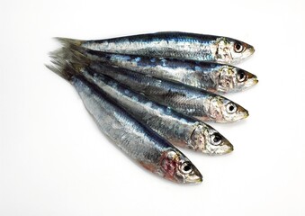 FRESH SARDINES AGAINST WHITE BACKGROUND