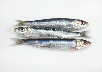 FRESH SARDINES AGAINST WHITE BACKGROUND