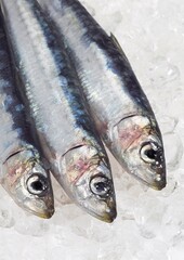 FRESH SARDNIES ON ICE