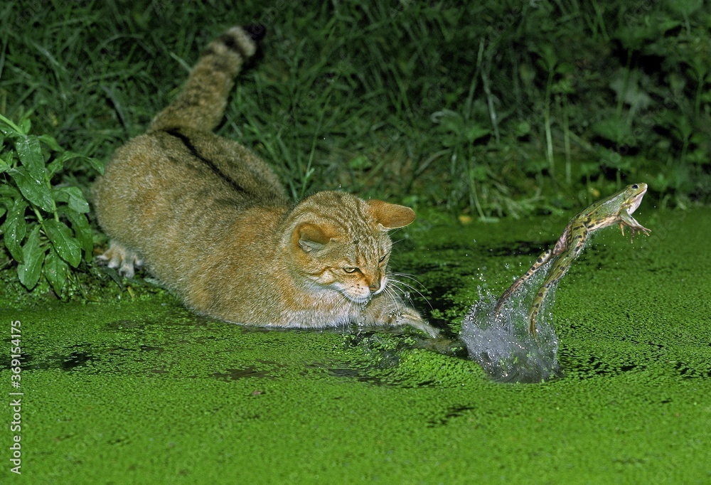 Canvas Prints european wildcat felis silvestris, adult hunting green frog rana esculenta