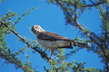 DICKINSON'S KESTREL falco dickinsoni, ADULT ON ACACIA BRANCH, KENYA