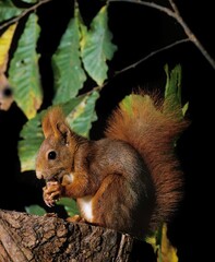 RED SQUIRREL sciurus vulgaris, ADULT EATING CHESTNUT, FRANCE