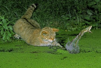 EUROPEAN WILDCAT felis silvestris, ADULT HUNTING GREEN FROG rana esculenta © slowmotiongli