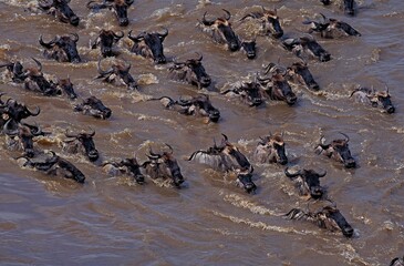 Fototapeta premium BLUE WILDEBEEST connochaetes taurinus, HERD CROSSING MARA RIVER DURING MIGRATION, MASAI MARA PARK IN KENYA