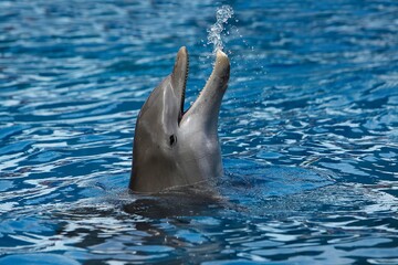 Bottlenose Dolphin, tursiops truncatus, Adult with Head at Surface
