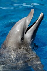 Fototapeta premium Bottlenose Dolphin, tursiops truncatus, Adult with Head at Surface