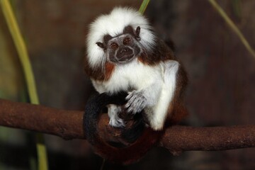 Cotton Top Tamarin, saguinus oedipus, Adult standing on Branch