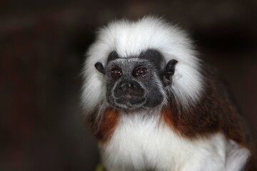 Cotton Top Tamarin, saguinus oedipus, Portrait of Adult