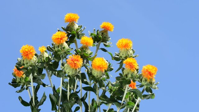 青空の下の紅花の花々
