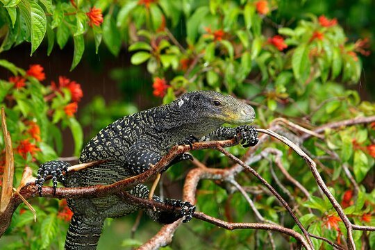 Crocodile monitor, varanus salvadorii, Adult perched in Tree