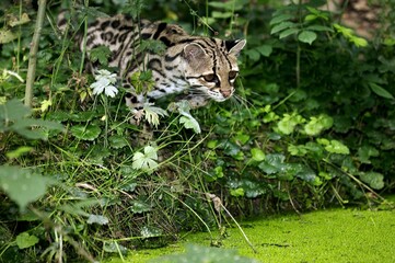 MARGAY CAT leopardus wiedi, ADULT NEAR WATER HOLE