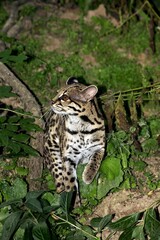 Fototapeta na wymiar MARGAY CAT leopardus wiedi, ADULT